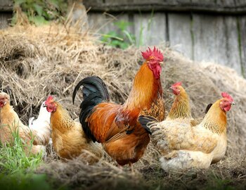 La ferme de la touche